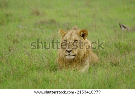 A young adult male lion (Panthera leo) sits in the grass in Botswana's northern Okavango Delta.