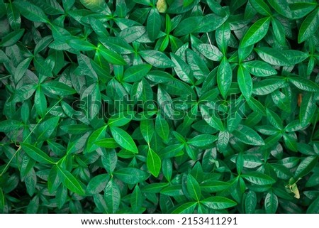 Green leaves texture background, Natural background and wallpaper.