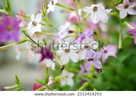 Beautiful white and pink tobacco flowers blossoming on summer day outdoors. Ornamental fragrant tobacco flowers lighted by rays of sun. Nicotiana alata, Jasmine tobacco. Royalty-Free Stock Photo #2153414293