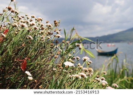 Flowers striving on the riverside in a small town in China Royalty-Free Stock Photo #2153416913