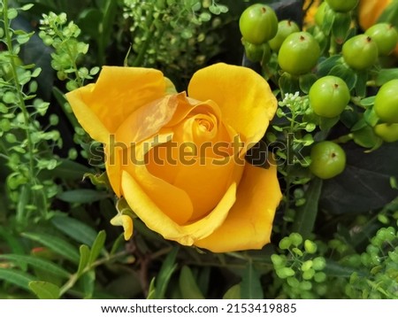A yellow rose with many buds