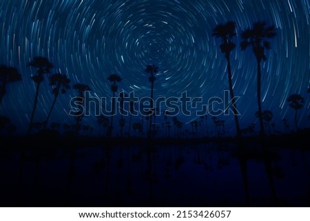 The stars night of startails over of toddy palm field in Thailand - Pathum Thani province