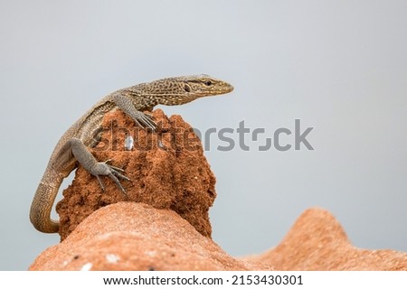 Young Bengal monitor or Varanus bengalensis on a stone Royalty-Free Stock Photo #2153430301