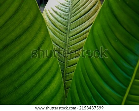 green tropical leaves for background and texture full frame