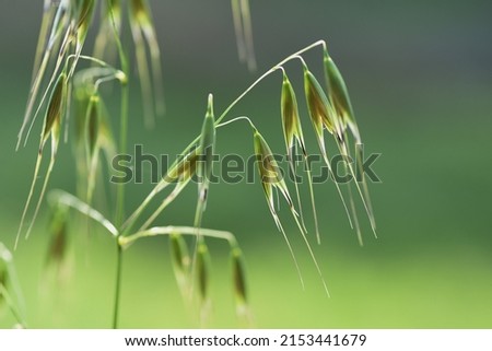 Common wild oat. Poaceae perennial grass. Crowds on roadsides and wastelands. One of the ingredients for oatmeal. Royalty-Free Stock Photo #2153441679