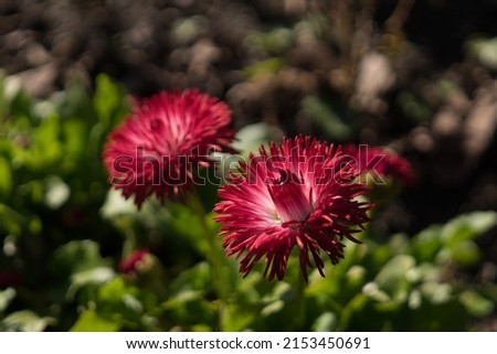 Closeup of bright red flowers in bloom. Beautiful blooming flowers, dark contrast against the blurred background. 