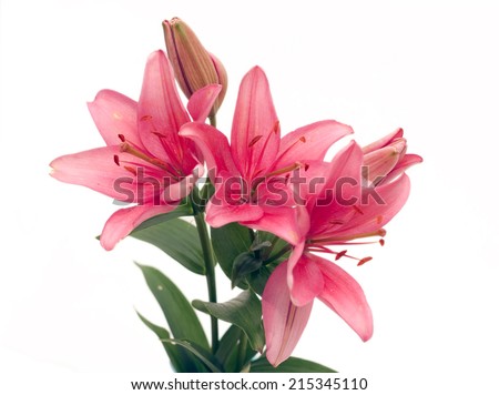 Pink lily, isolated Royalty-Free Stock Photo #215345110