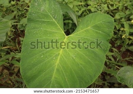 Caladium bicolor is flowering plants. family Araceae. elephant ear, angel wings, tender perennial summer flowering bulb as annual bedding, container plant, houseplant, Acaulescent herb