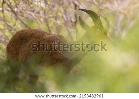 Picture of a  Nubian ibex Capra  camouflaged behind green branches, eating herbs