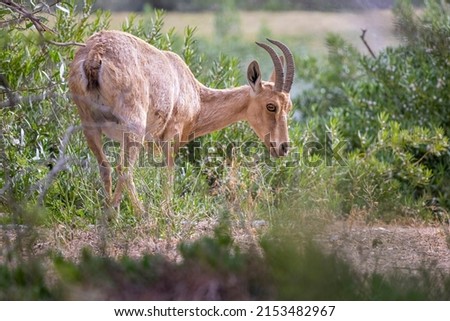 Picture of a  Nubian ibex Capra  camouflaged behind green branches, eating herbs