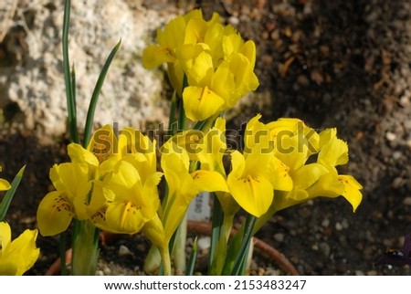 Iris danfordiae is a bulbous iris species with yellow flowers Royalty-Free Stock Photo #2153483247