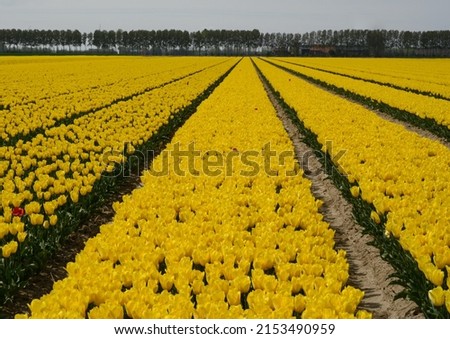 Tulip fields flowering in spring time