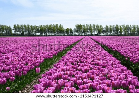 tulip fields in spring time