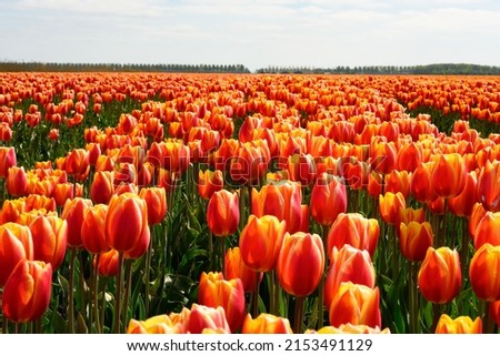 tulip fields in spring time