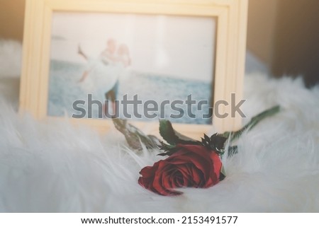 Close up red rose on the fur carpet near blurred picture frame background with sunlight effect. Valentines day Concept. Romantic, sweet, dating, broken heart, lonely and so on.