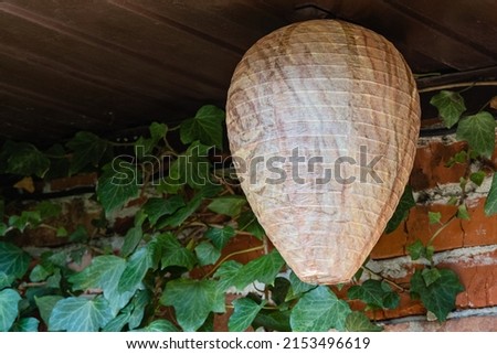 Life hack. Wasp nest decoy of paper in form of elongated ball under roof of economic building. Blurred background. Close-up of false wasp nest. In background is brick wall covered with ivy. Royalty-Free Stock Photo #2153496619