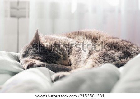 Cat lieing and sleeping under sunrays 