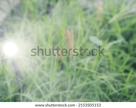 Green trees and grass with blurry white light as background