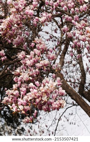 Close-up of the flowers of a Chinese magnolia tree.