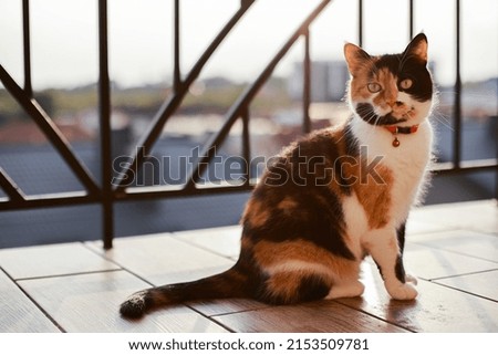 Soft picture with selective focus. Tricolor cat sitting on the balcony at sunset under warm rays.