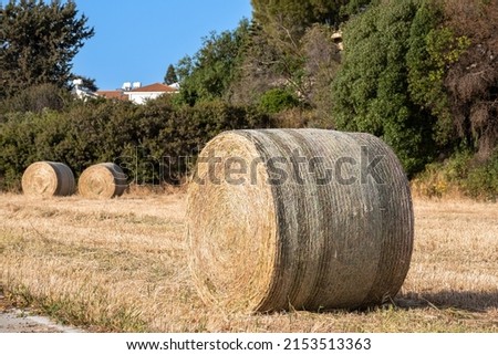Mowed dried grass, tamped in the role. Harvested hay for feeding livestock. Farmer's field with cut grass. Hay for feeding cows and horses.