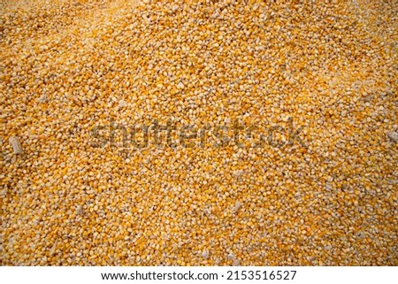 Corn Texture Background. Yellow corns as background. Corn vegetable pattern. 