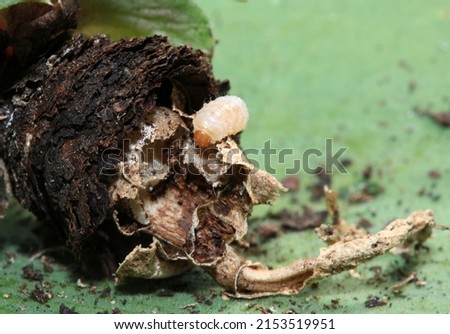 Closeup of plant root damage caused by a root eating maggot - larvae of Otiorhynchus sulcatus the Black Vine Weevil beetle on a Sempervivum rosette on green background. Royalty-Free Stock Photo #2153519951