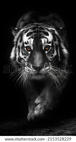Portrait of a beautiful crouching tiger on a black background. Big cat close-up. Tiger looking at you from the dark, portrait of a tiger. Portrait of a big cat on a black background