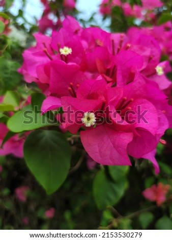 Beautiful Pink flower in the garden