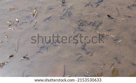 A flock of tadpoles in the pond.