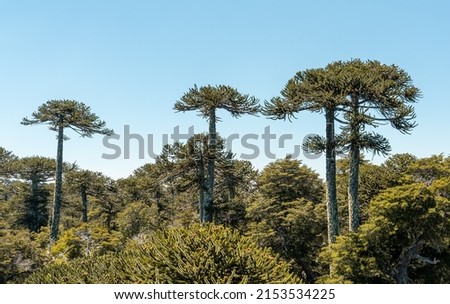 Horizontal panoramic view of araucaria trees in Nahuelbuta national park, Chile Royalty-Free Stock Photo #2153534225