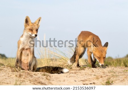 Two Red Foxes Standing and Sitting on the Sand Together