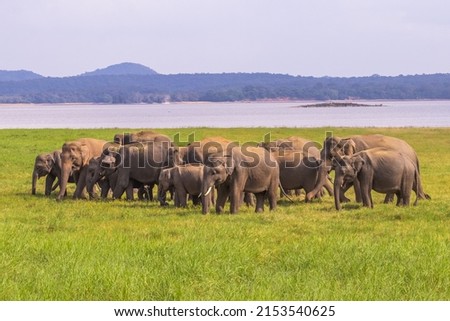 A group of wild elephants in Yala National Park in Sri Lanka.  Royalty-Free Stock Photo #2153540625