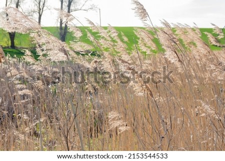 A reed sways in the wind on a sunny day near any reservoir on a background of green grass.