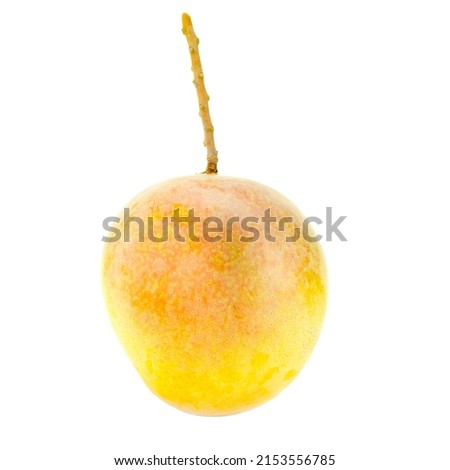 vertical rear view of Mango R2e2 species grown in Thailand. on a white background with Clipping path