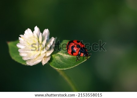 Lady bug perching in a leaf with white flower isolated on green bokeh background