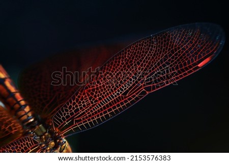 Close up image of red dragonfly wing isolated on dark background