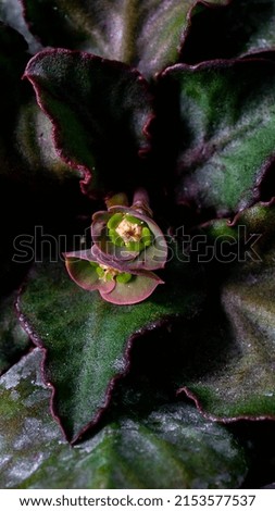 Euphorbia francoisii with flower on dark background