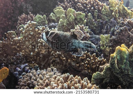 Masked puffer fish. Red Sea, Egypt. Royalty-Free Stock Photo #2153580731