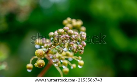 Lawsonia inermis, also known as Hina, the henna tree, the mignonette tree, and the Egyptian privet, is a flowering plant and one of the only two species of the genus Lawsonia.