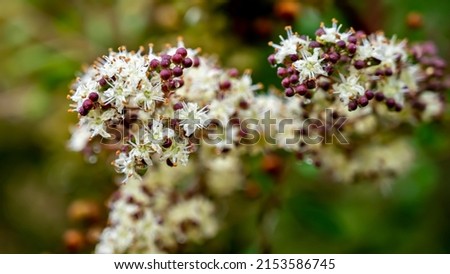 Lawsonia inermis, also known as Hina, the henna tree, the mignonette tree, and the Egyptian privet, is a flowering plant and one of the only two species of the genus Lawsonia.