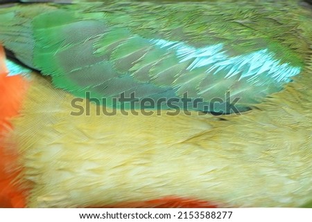 Light yellow and green plumage with blue stripes texture pattern for background.