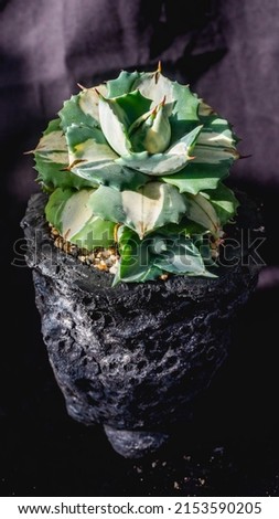 Agave isthmensis mediopicta alba ohiraijin on concrete artisanal planter