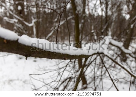 Snow on tree branches in the forest.