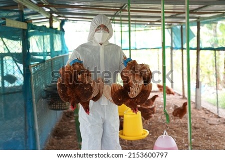 Veterinarians vaccinate against diseases in poultry such as farm chickens, H5N1 H5N6 Avian Influenza (HPAI), which causes severe symptoms and rapid death of infected poultry. Royalty-Free Stock Photo #2153600797