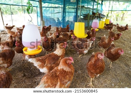 Veterinarians vaccinate against diseases in poultry such as farm chickens, H5N1 H5N6 Avian Influenza (HPAI), which causes severe symptoms and rapid death of infected poultry. Royalty-Free Stock Photo #2153600845