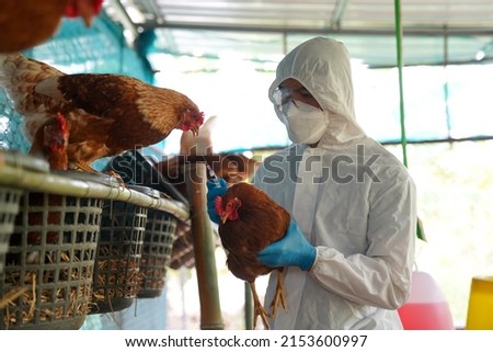 Veterinarians vaccinate against diseases in poultry such as farm chickens, H5N1 H5N6 Avian Influenza (HPAI), which causes severe symptoms and rapid death of infected poultry. Royalty-Free Stock Photo #2153600997