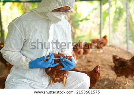 Veterinarians vaccinate against diseases in poultry such as farm chickens, H5N1 H5N6 Avian Influenza (HPAI), which causes severe symptoms and rapid death of infected poultry. Royalty-Free Stock Photo #2153601575
