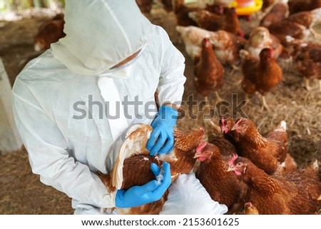 Veterinarians vaccinate against diseases in poultry such as farm chickens, H5N1 H5N6 Avian Influenza (HPAI), which causes severe symptoms and rapid death of infected poultry. Royalty-Free Stock Photo #2153601625