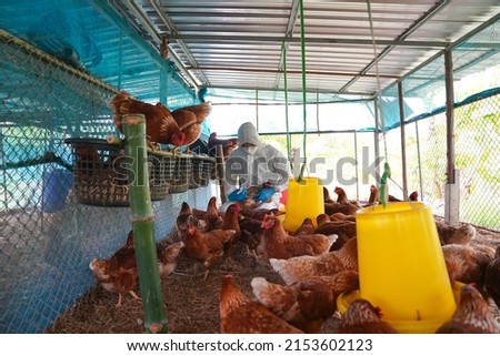 Veterinarians vaccinate against diseases in poultry such as farm chickens, H5N1 H5N6 Avian Influenza (HPAI), which causes severe symptoms and rapid death of infected poultry. Royalty-Free Stock Photo #2153602123